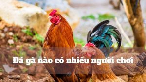 Top 5 nhà cái có game đá gà nào có nhiều người chơi hiện nay